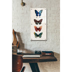 Epic Art 'Fairy Study II' by Grace Popp, Acrylic Glass Wall Art,12x24