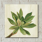 Epic Art 'Front Yard Succulent I' by Silvia Vassileva, Acrylic Glass Wall Art,12x12