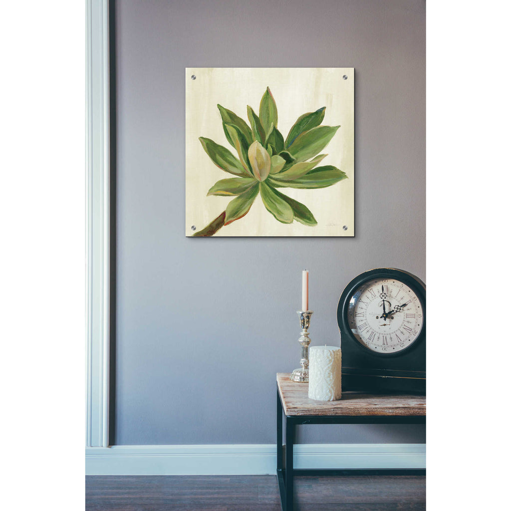 Epic Art 'Front Yard Succulent I' by Silvia Vassileva, Acrylic Glass Wall Art,24x24