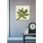 Epic Art 'Front Yard Succulent I' by Silvia Vassileva, Acrylic Glass Wall Art,24x24