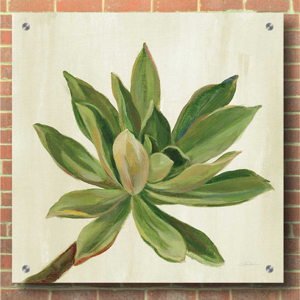 Epic Art 'Front Yard Succulent I' by Silvia Vassileva, Acrylic Glass Wall Art,36x36