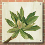 Epic Art 'Front Yard Succulent I' by Silvia Vassileva, Acrylic Glass Wall Art,36x36