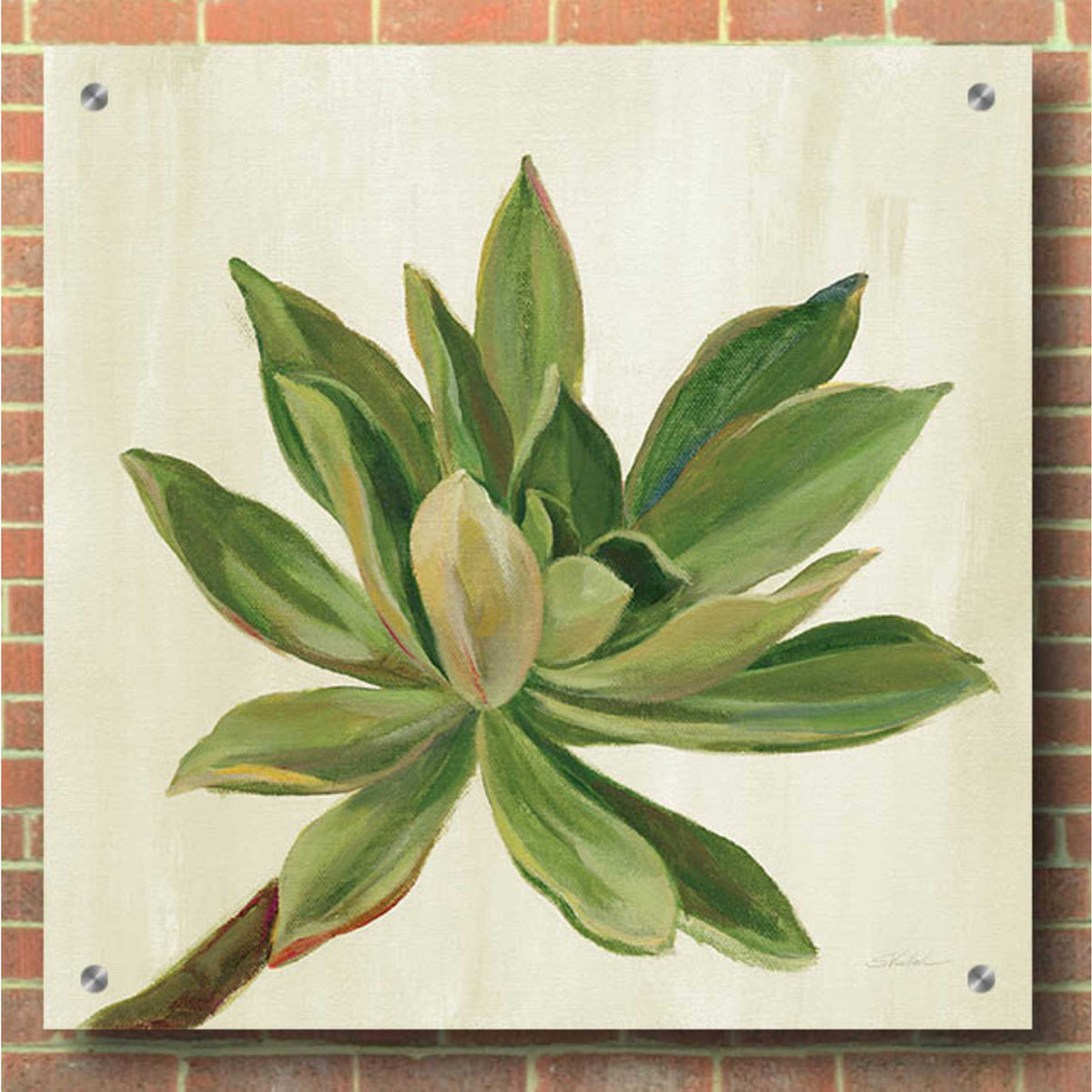 Epic Art 'Front Yard Succulent I' by Silvia Vassileva, Acrylic Glass Wall Art,36x36