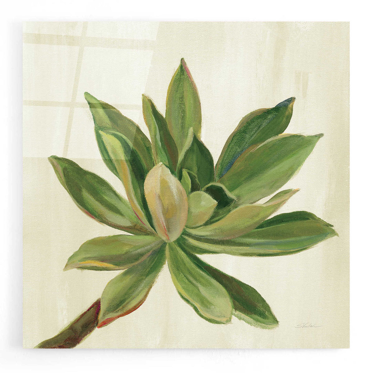 Epic Art 'Front Yard Succulent I' by Silvia Vassileva, Acrylic Glass Wall Art