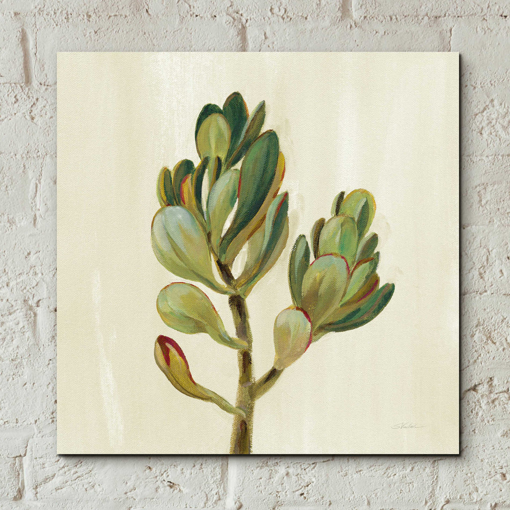 Epic Art 'Front Yard Succulent II' by Silvia Vassileva, Acrylic Glass Wall Art,12x12