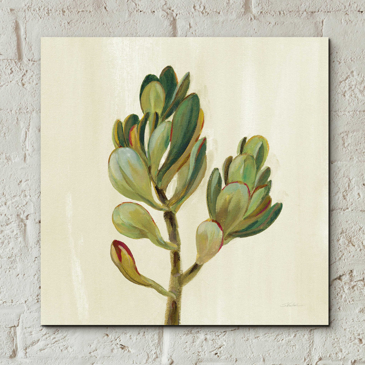 Epic Art 'Front Yard Succulent II' by Silvia Vassileva, Acrylic Glass Wall Art,12x12