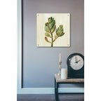 Epic Art 'Front Yard Succulent II' by Silvia Vassileva, Acrylic Glass Wall Art,24x24