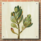 Epic Art 'Front Yard Succulent II' by Silvia Vassileva, Acrylic Glass Wall Art,36x36