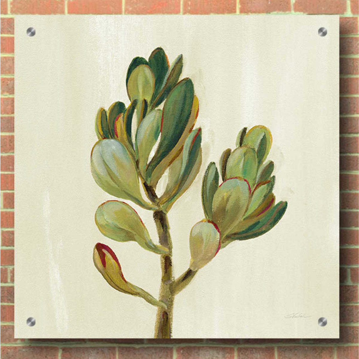 Epic Art 'Front Yard Succulent II' by Silvia Vassileva, Acrylic Glass Wall Art,36x36