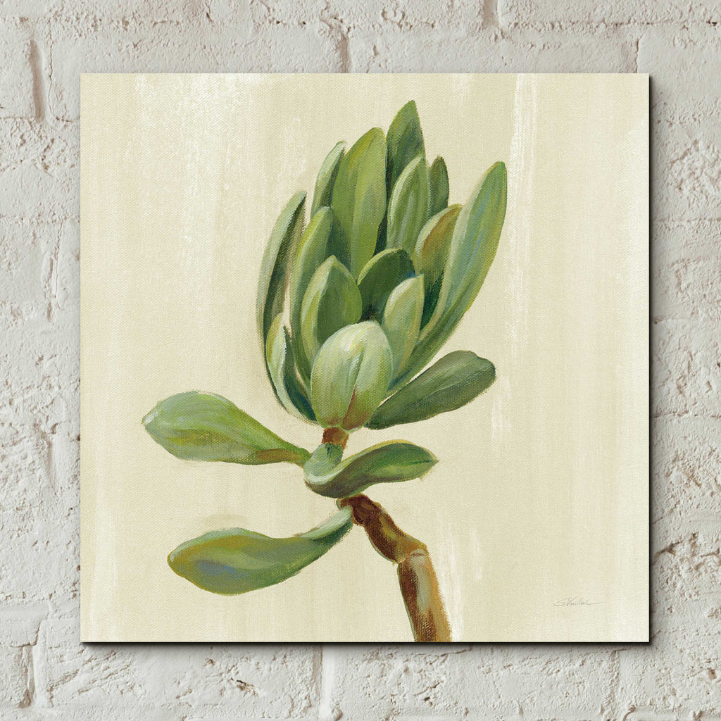 Epic Art 'Front Yard Succulent III' by Silvia Vassileva, Acrylic Glass Wall Art,12x12