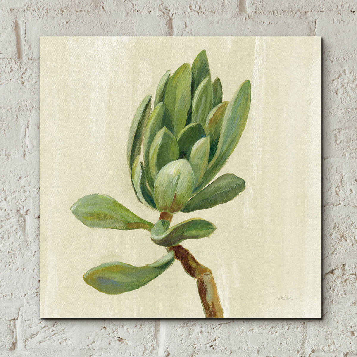 Epic Art 'Front Yard Succulent III' by Silvia Vassileva, Acrylic Glass Wall Art,12x12