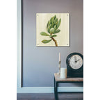 Epic Art 'Front Yard Succulent III' by Silvia Vassileva, Acrylic Glass Wall Art,24x24