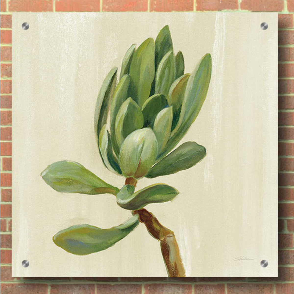 Epic Art 'Front Yard Succulent III' by Silvia Vassileva, Acrylic Glass Wall Art,36x36