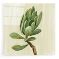 Epic Art 'Front Yard Succulent III' by Silvia Vassileva, Acrylic Glass Wall Art