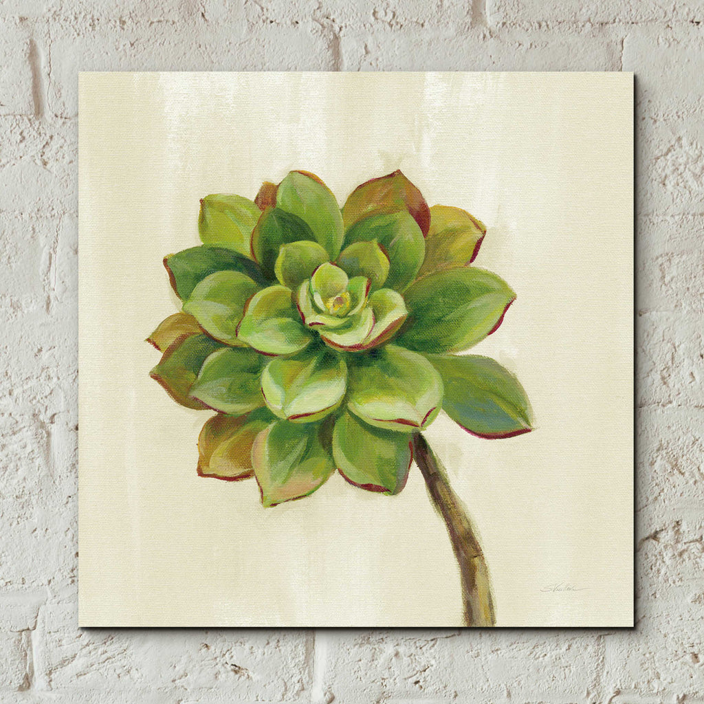 Epic Art 'Front Yard Succulent IV' by Silvia Vassileva, Acrylic Glass Wall Art,12x12