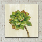 Epic Art 'Front Yard Succulent IV' by Silvia Vassileva, Acrylic Glass Wall Art,12x12