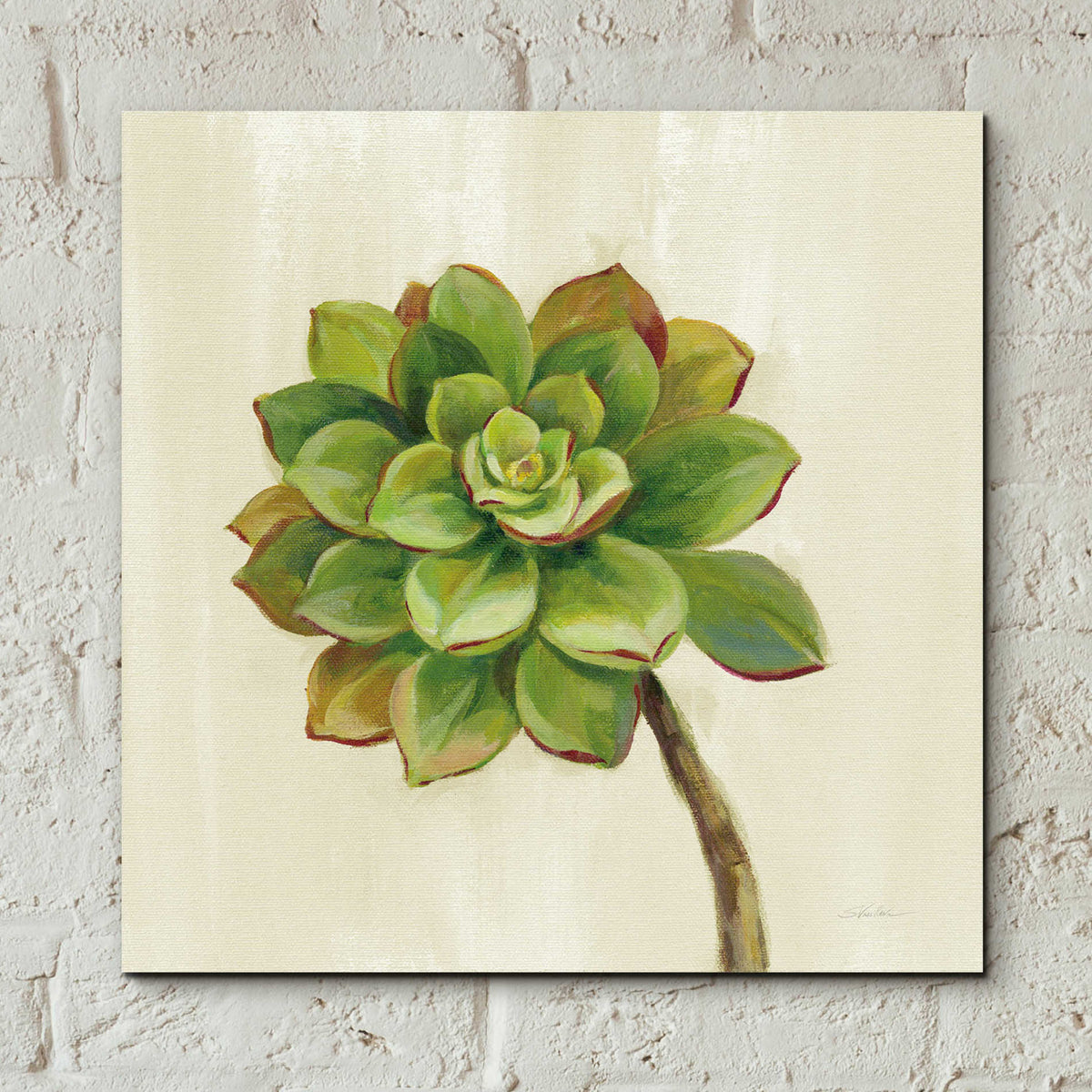 Epic Art 'Front Yard Succulent IV' by Silvia Vassileva, Acrylic Glass Wall Art,12x12
