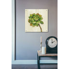 Epic Art 'Front Yard Succulent IV' by Silvia Vassileva, Acrylic Glass Wall Art,24x24