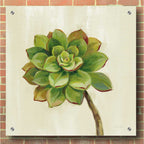 Epic Art 'Front Yard Succulent IV' by Silvia Vassileva, Acrylic Glass Wall Art,36x36