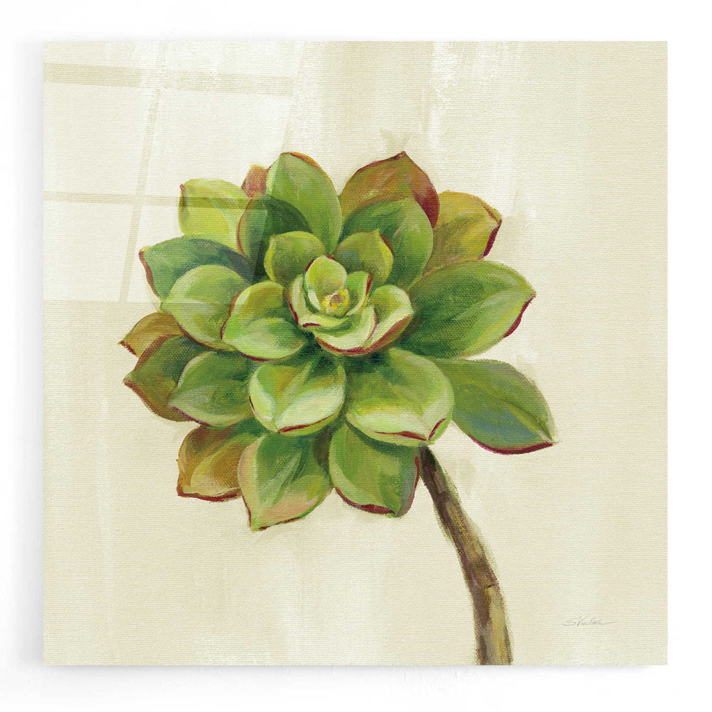 Epic Art 'Front Yard Succulent IV' by Silvia Vassileva, Acrylic Glass Wall Art