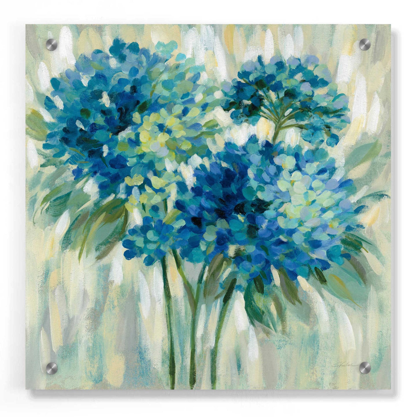 Epic Art 'Burst of Hydrangeas' by Silvia Vassileva, Acrylic Glass Wall Art,36x36