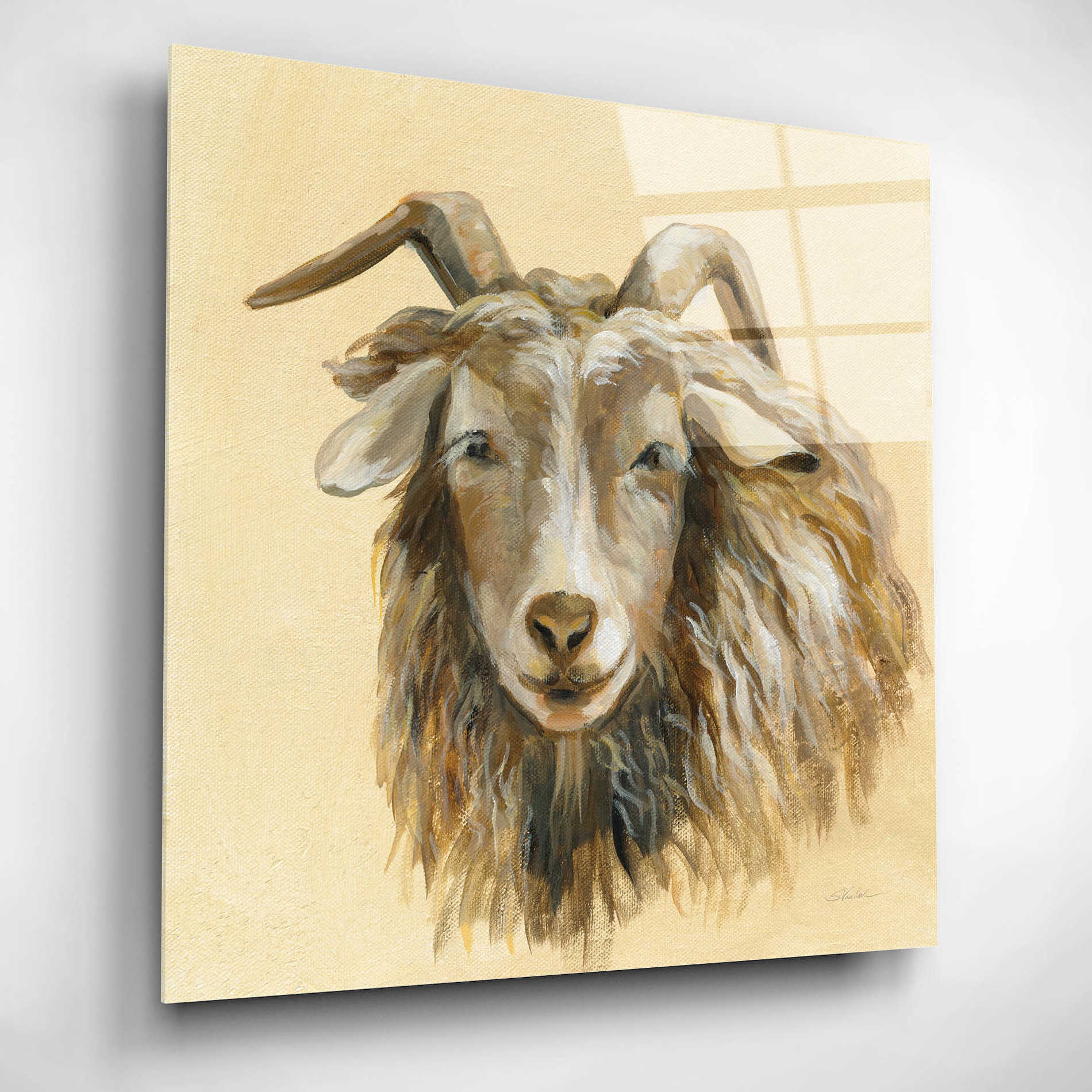 Epic Art 'Highland Animal Sheep' by Silvia Vassileva, Acrylic Glass Wall Art,12x12