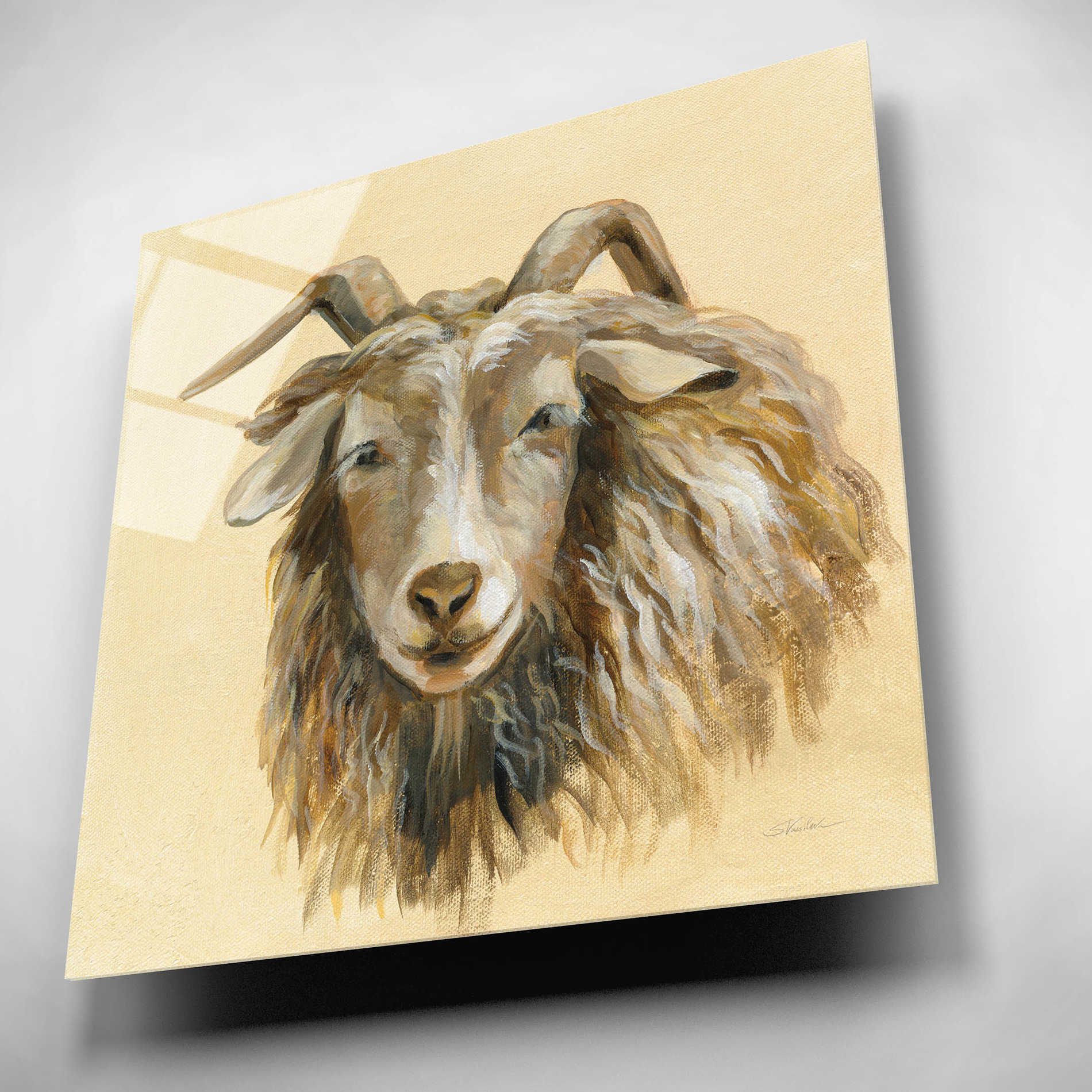 Epic Art 'Highland Animal Sheep' by Silvia Vassileva, Acrylic Glass Wall Art,12x12