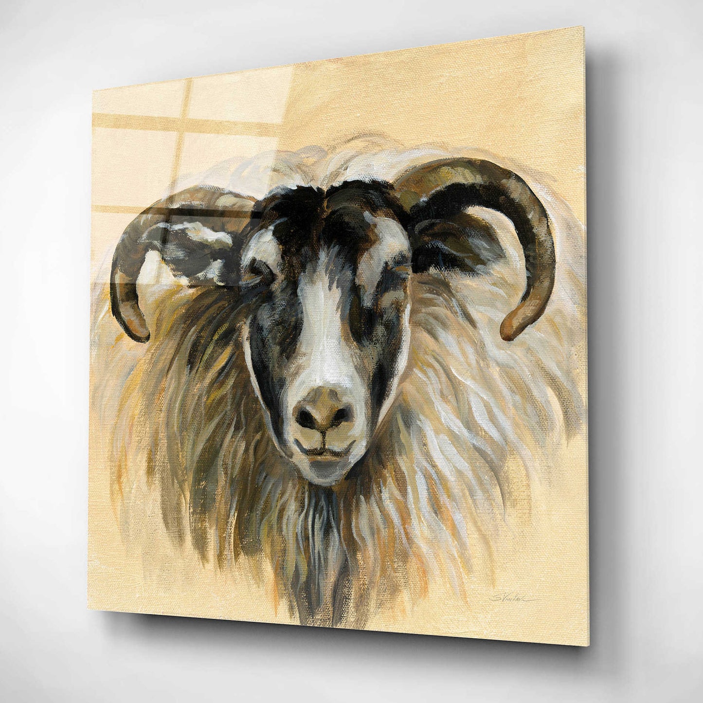 Epic Art 'Highland Animal Ram' by Silvia Vassileva, Acrylic Glass Wall Art,12x12