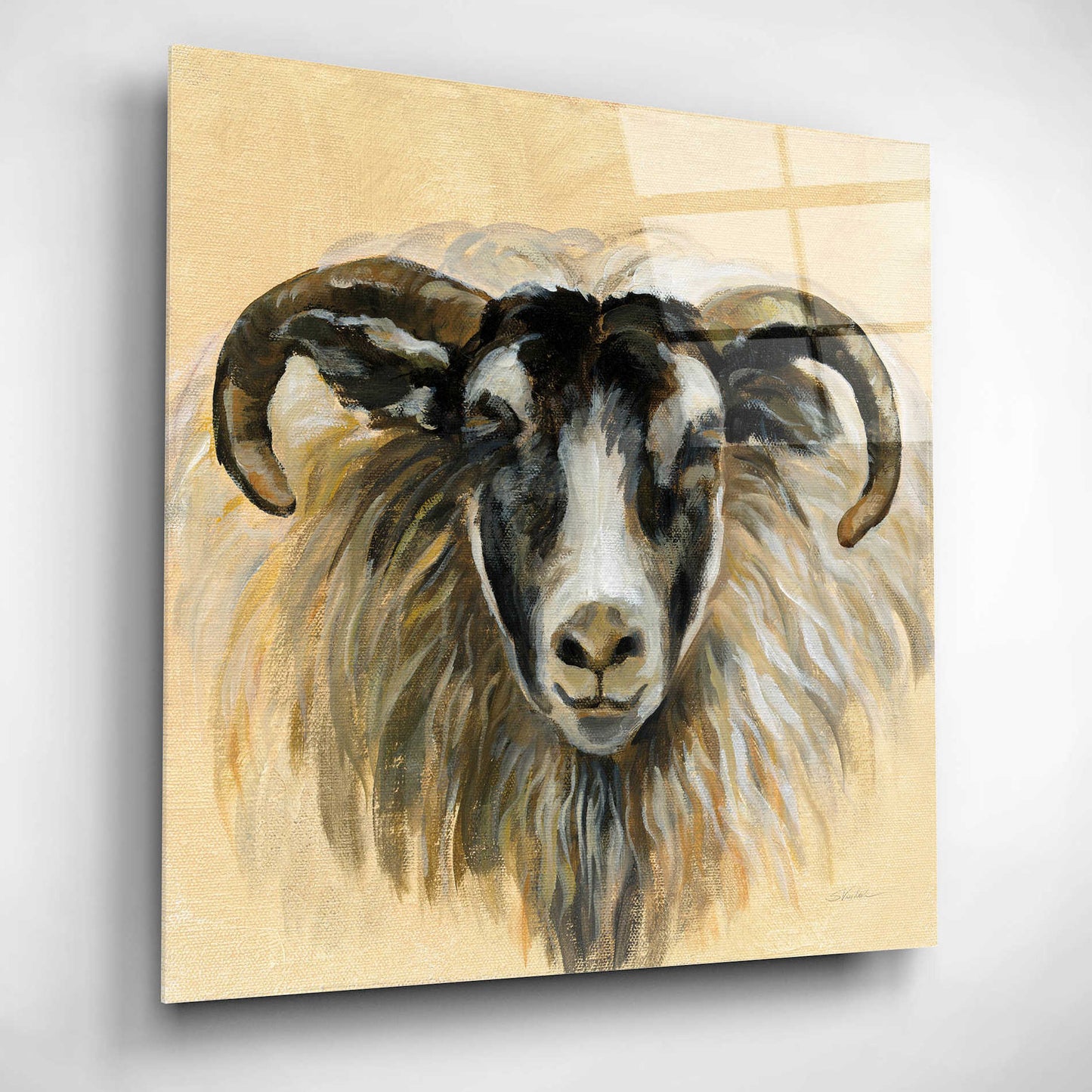 Epic Art 'Highland Animal Ram' by Silvia Vassileva, Acrylic Glass Wall Art,12x12