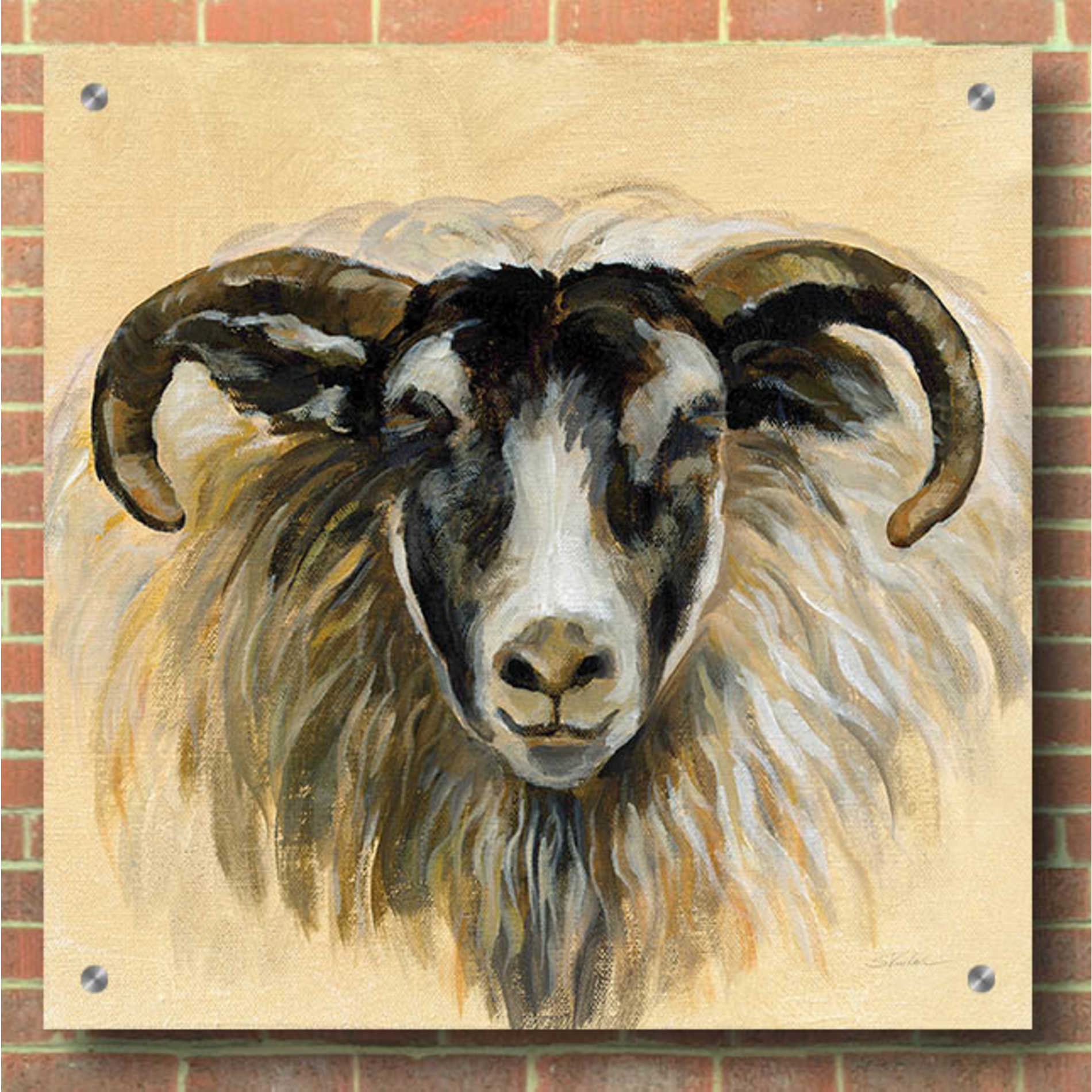 Epic Art 'Highland Animal Ram' by Silvia Vassileva, Acrylic Glass Wall Art,36x36