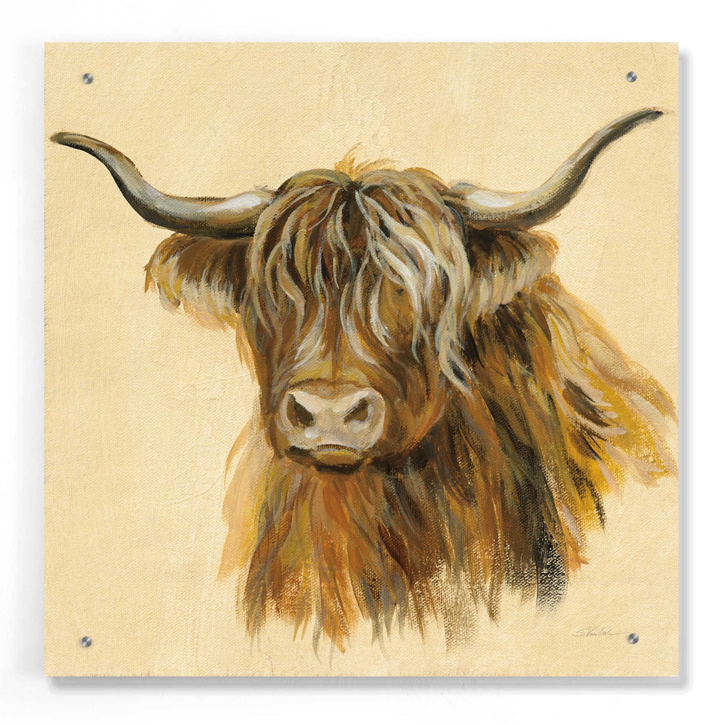 Epic Art 'Highland Animal Cow' by Silvia Vassileva, Acrylic Glass Wall Art,24x24