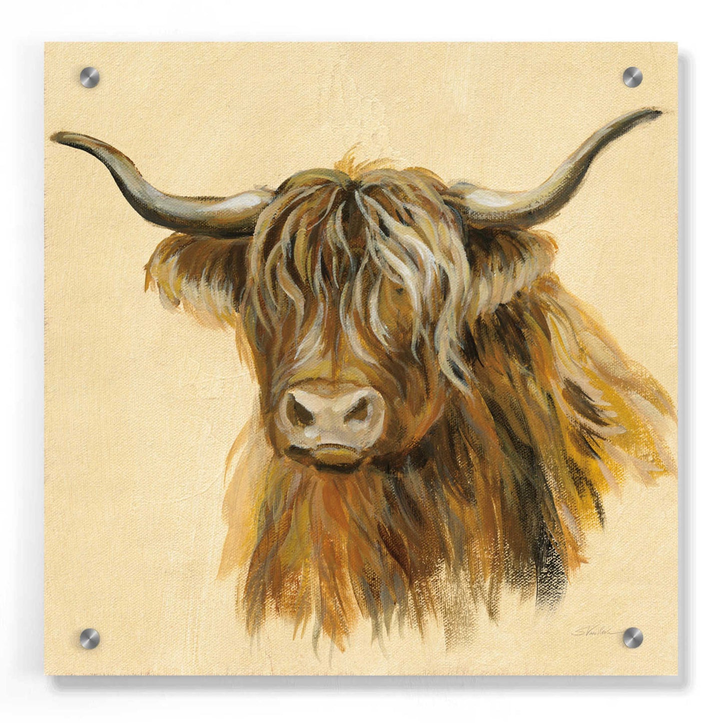 Epic Art 'Highland Animal Cow' by Silvia Vassileva, Acrylic Glass Wall Art,36x36