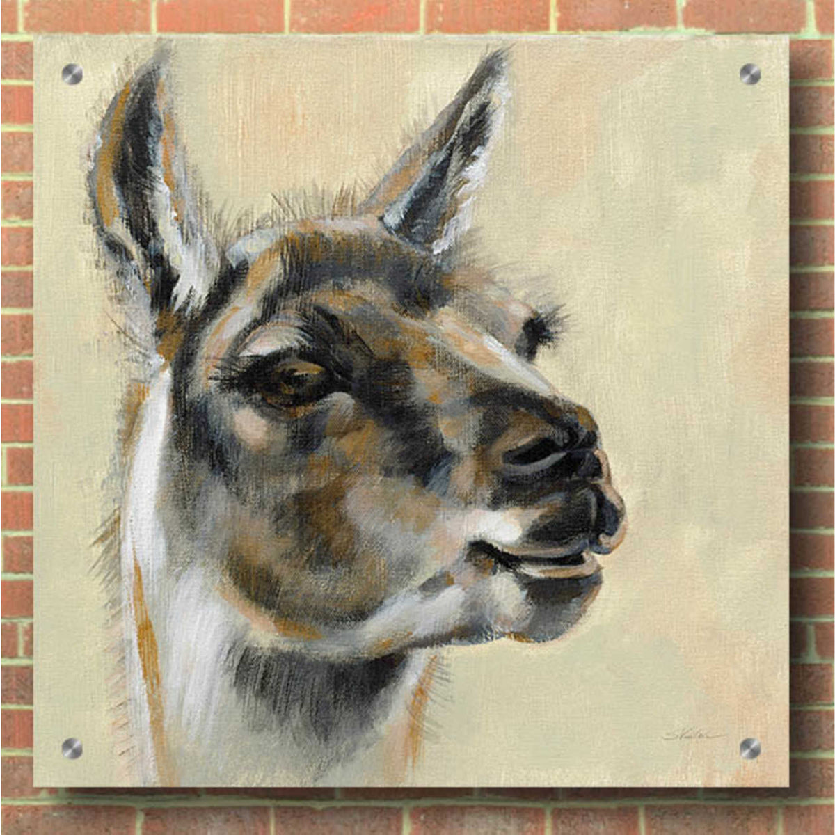 Epic Art 'Llama Portrait' by Silvia Vassileva, Acrylic Glass Wall Art,36x36