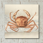 Epic Art 'Sandcritter 1' by Karen Smith, Acrylic Glass Wall Art,12x12