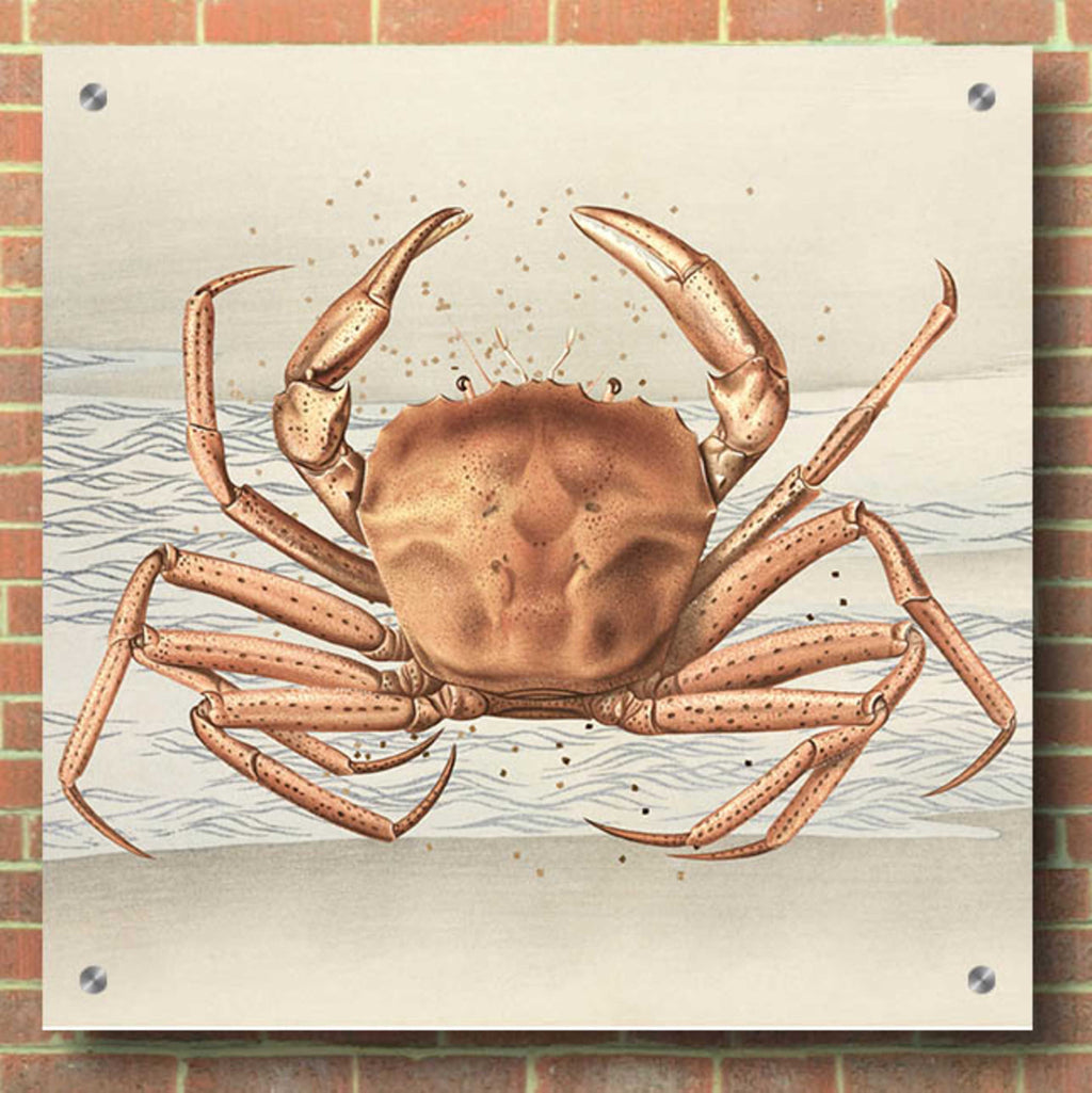 Epic Art 'Sandcritter 1' by Karen Smith, Acrylic Glass Wall Art,36x36