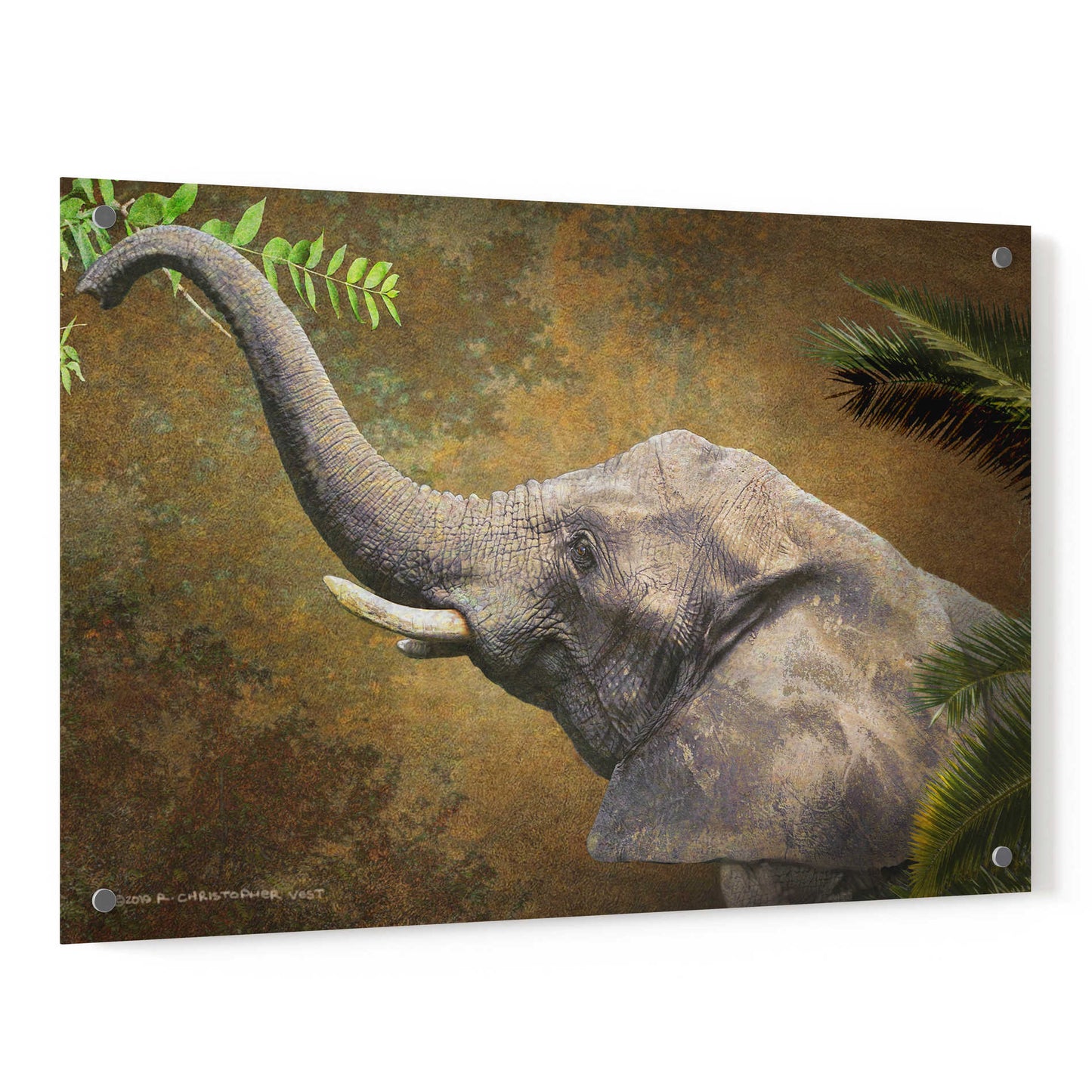 Epic Art 'Forest Elephant' by Chris Vest, Acrylic Glass Wall Art,36x24