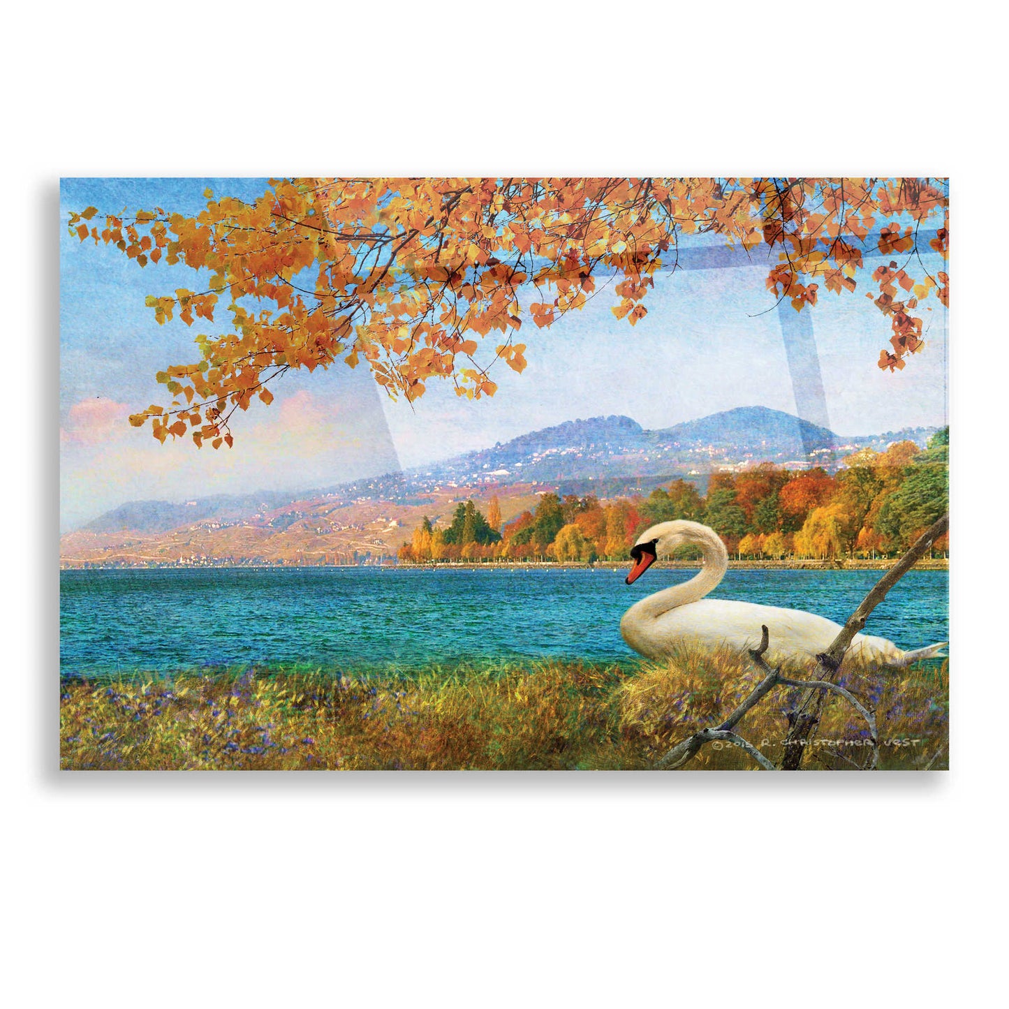 Epic Art 'Swan by Lac Leman' by Chris Vest, Acrylic Glass Wall Art,16x12