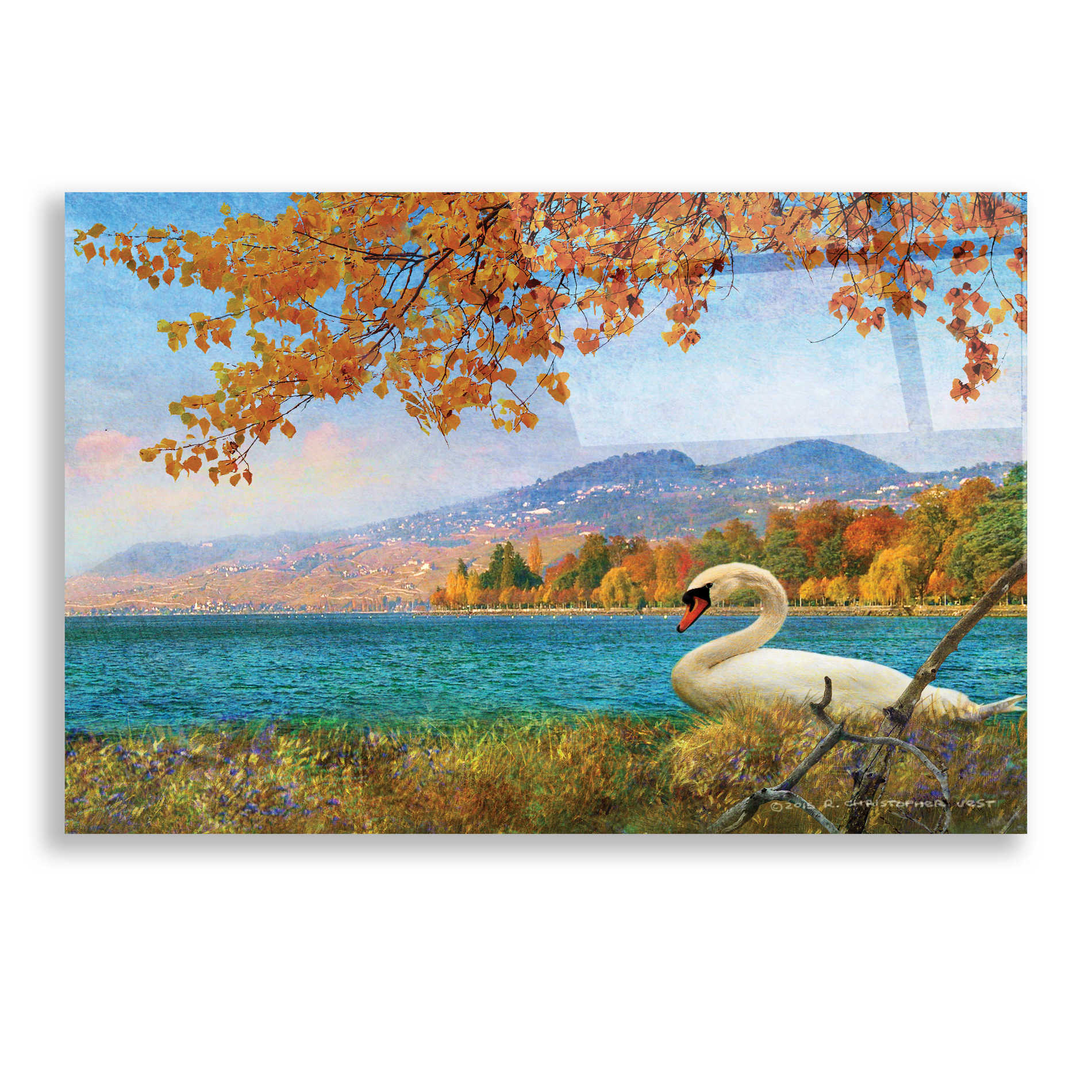 Epic Art 'Swan by Lac Leman' by Chris Vest, Acrylic Glass Wall Art,24x16
