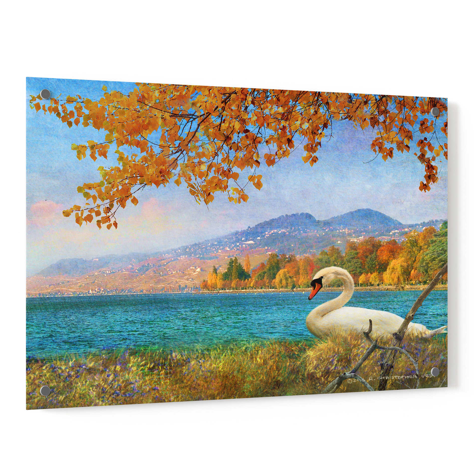 Epic Art 'Swan by Lac Leman' by Chris Vest, Acrylic Glass Wall Art,36x24