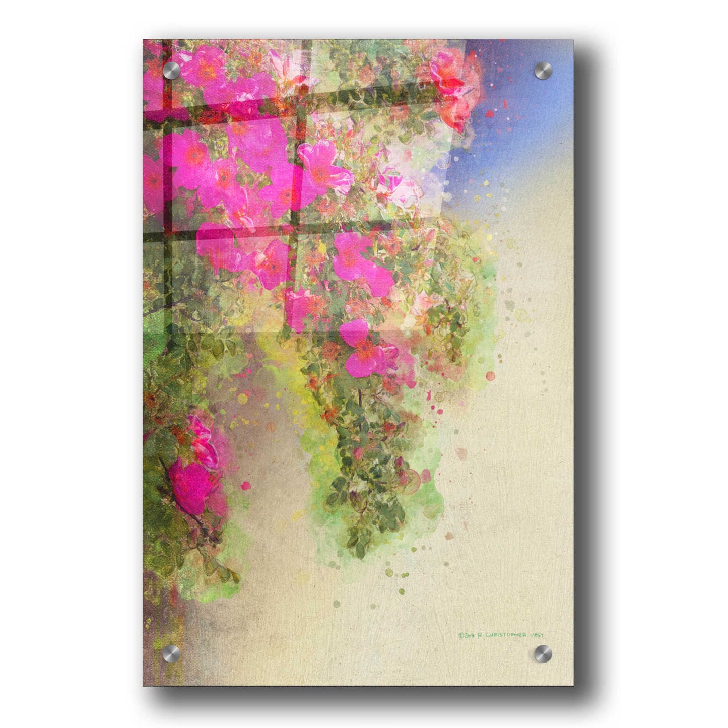 Epic Art 'Cascade of Roses' by Chris Vest, Acrylic Glass Wall Art,24x36