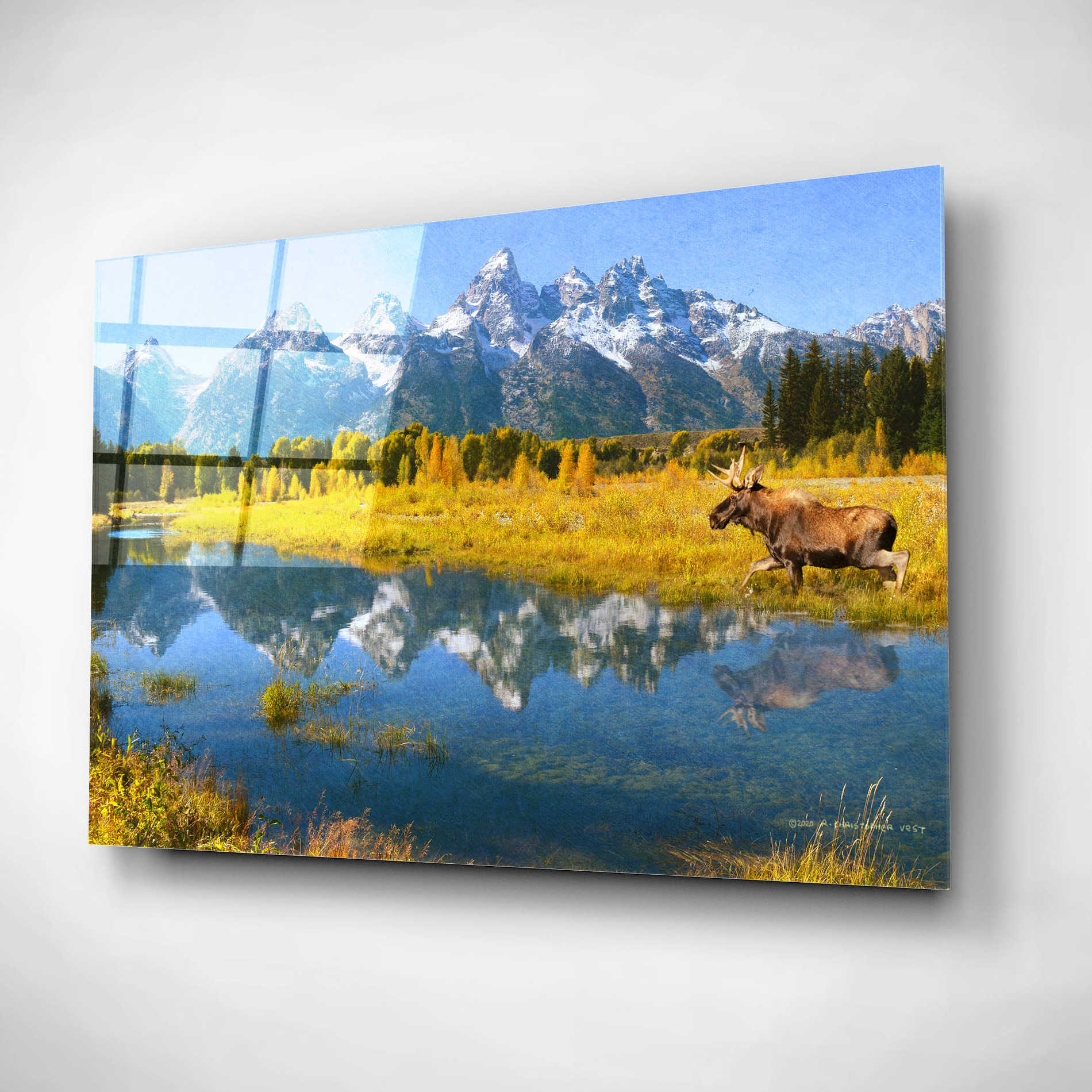 Epic Art 'Grand Teton Reflections Moose' by Chris Vest, Acrylic Glass Wall Art,16x12