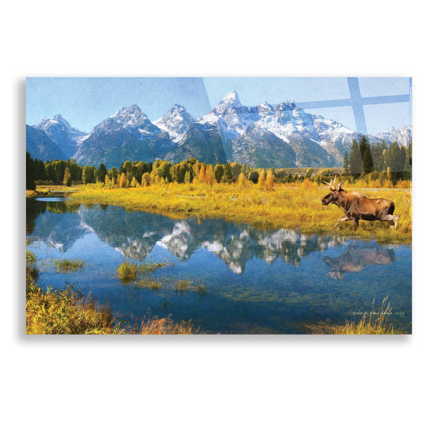Epic Art 'Grand Teton Reflections Moose' by Chris Vest, Acrylic Glass Wall Art,24x16