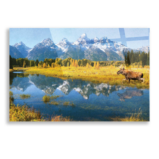 Epic Art 'Grand Teton Reflections Moose' by Chris Vest, Acrylic Glass Wall Art
