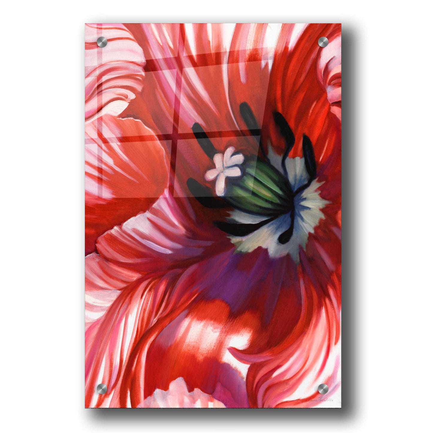 Epic Art 'Swashbuckler Poppy' by Louise Montillio, Acrylic Glass Wall Art,24x36