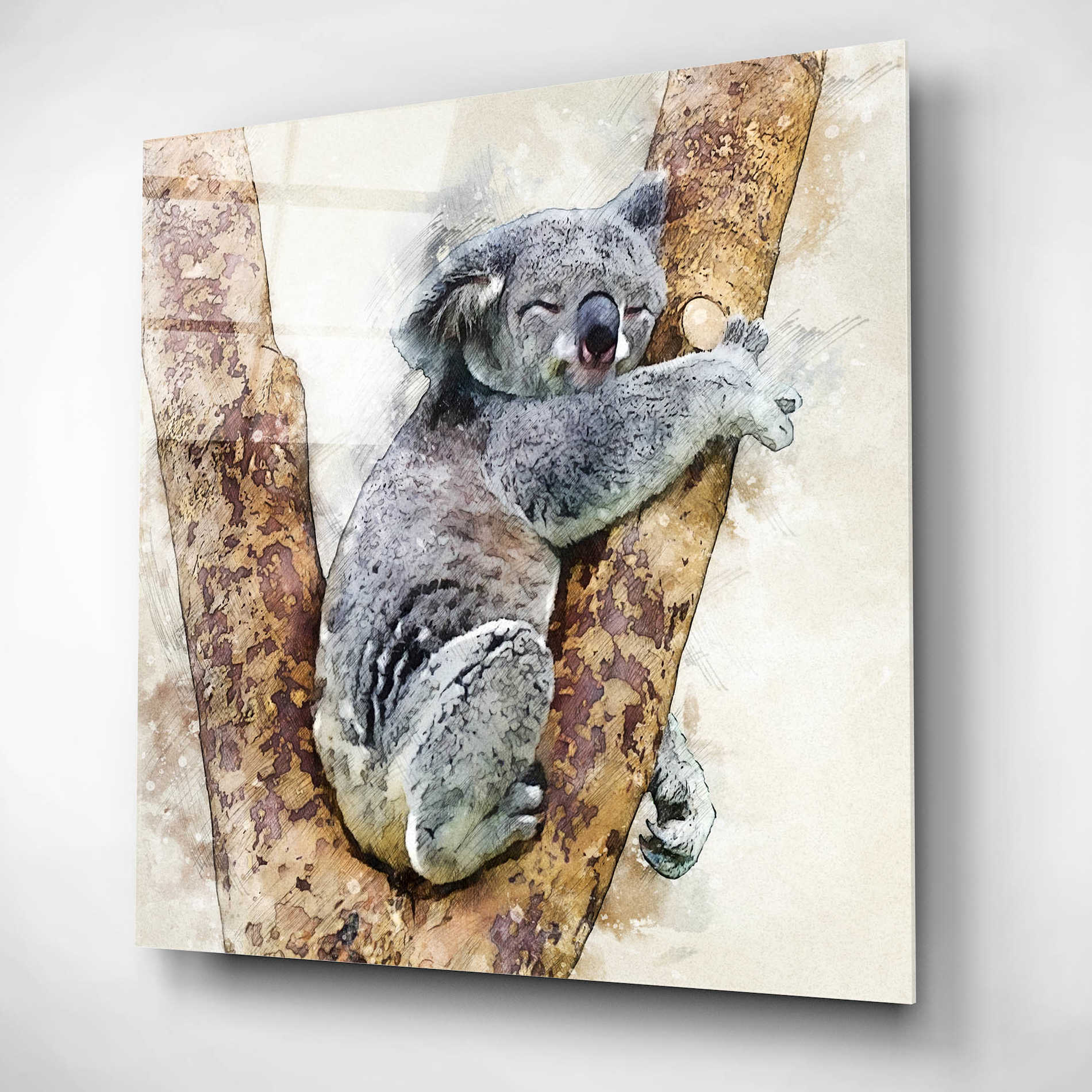 Epic Art 'Koala 4' by Kim Curinga, Acrylic Glass Wall Art,12x12