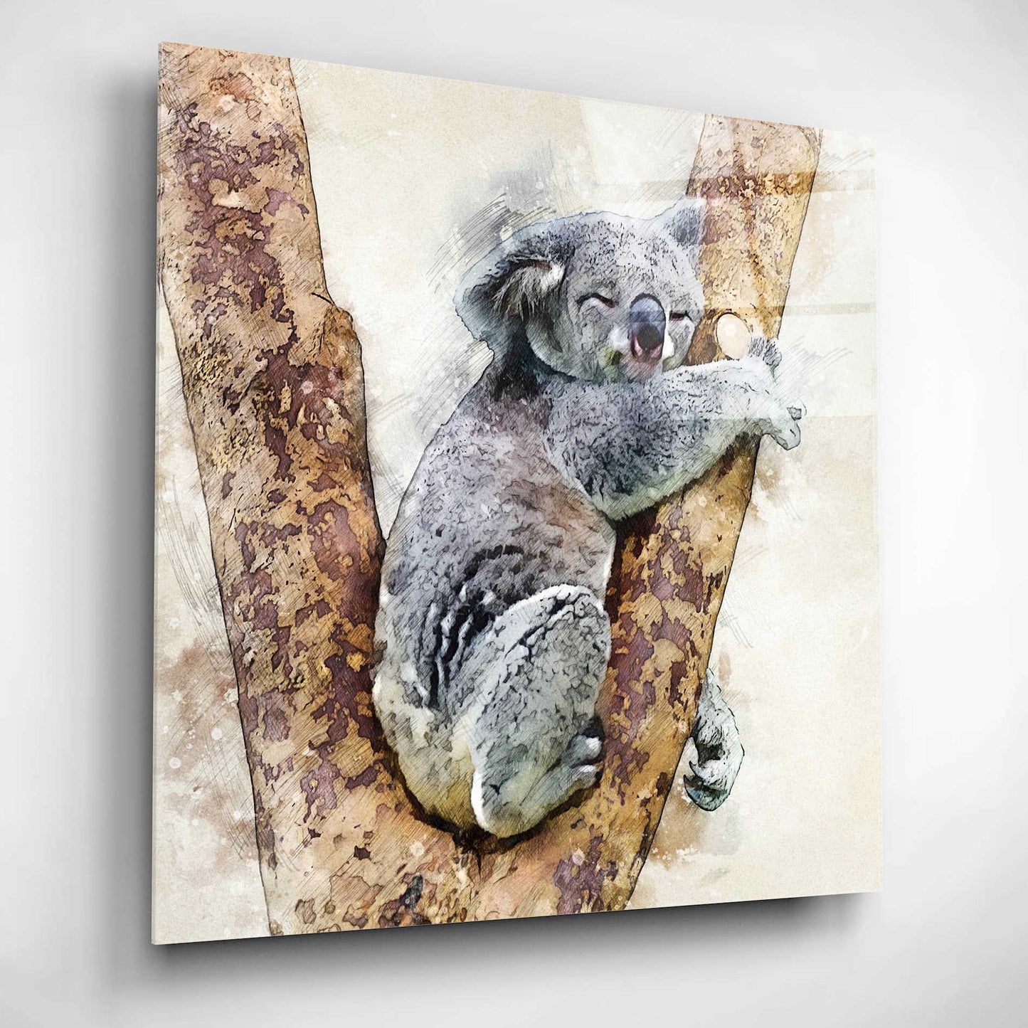 Epic Art 'Koala 4' by Kim Curinga, Acrylic Glass Wall Art,12x12