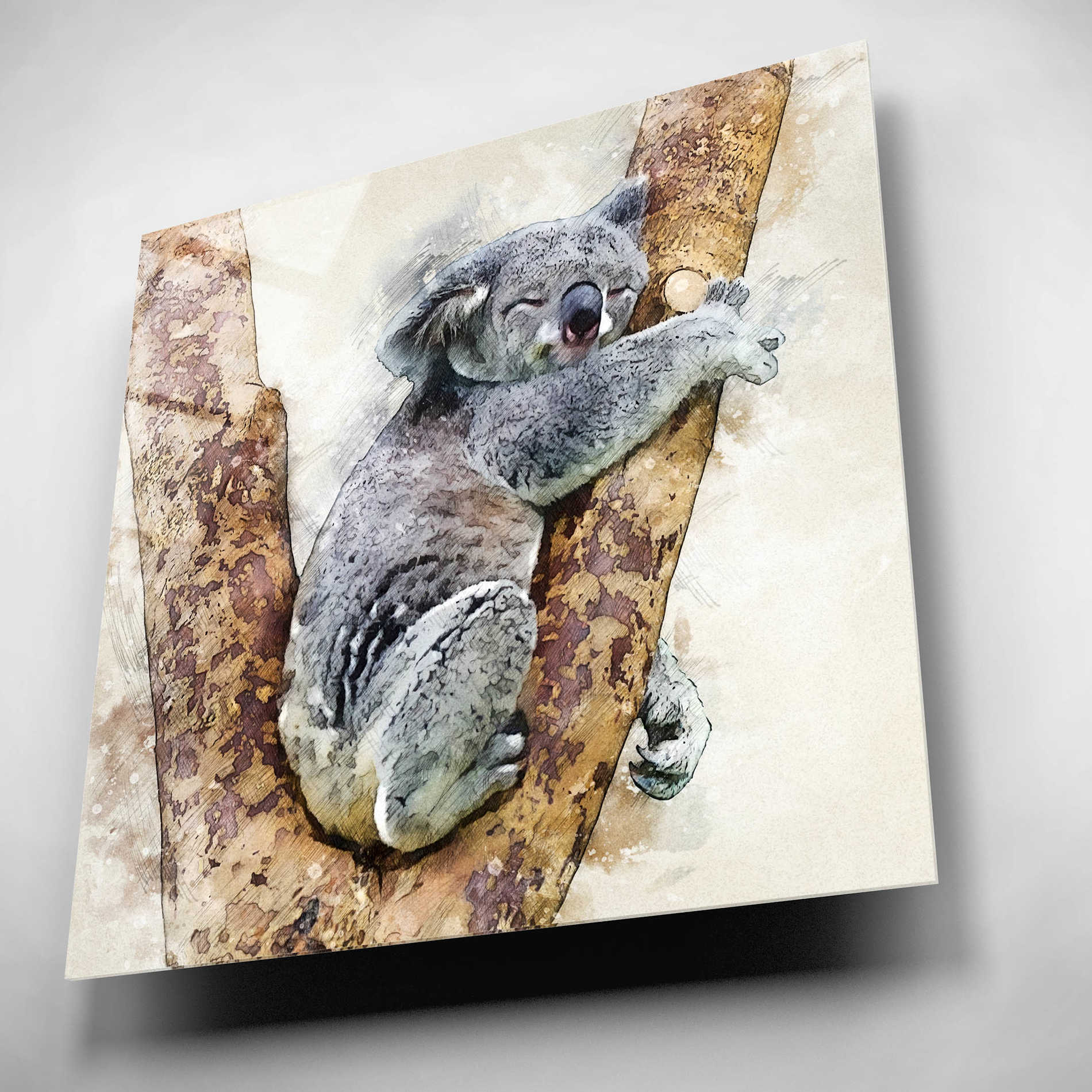 Epic Art 'Koala 4' by Kim Curinga, Acrylic Glass Wall Art,12x12