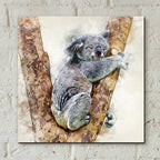 Epic Art 'Koala 4' by Kim Curinga, Acrylic Glass Wall Art,12x12