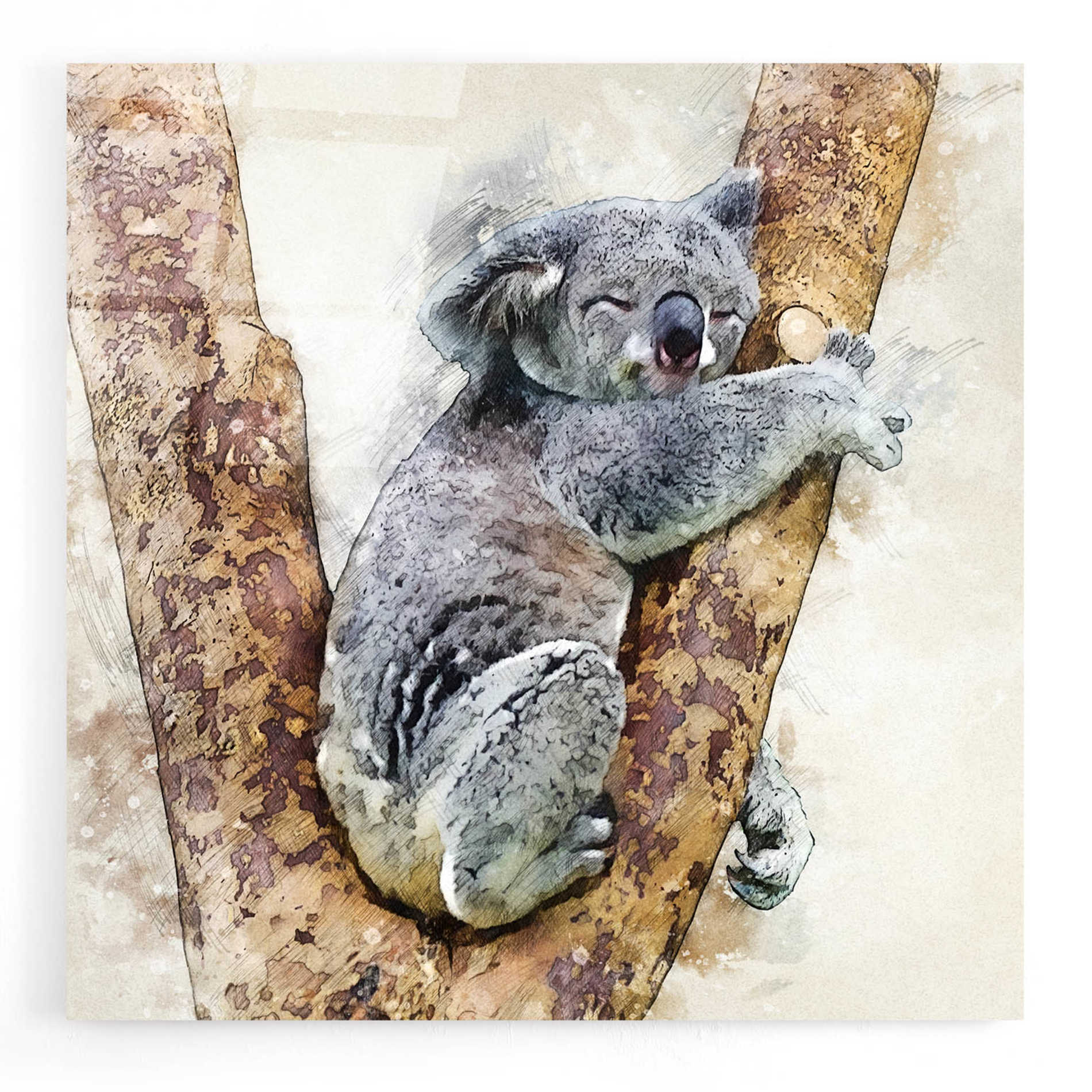 Epic Art 'Koala 4' by Kim Curinga, Acrylic Glass Wall Art,12x12