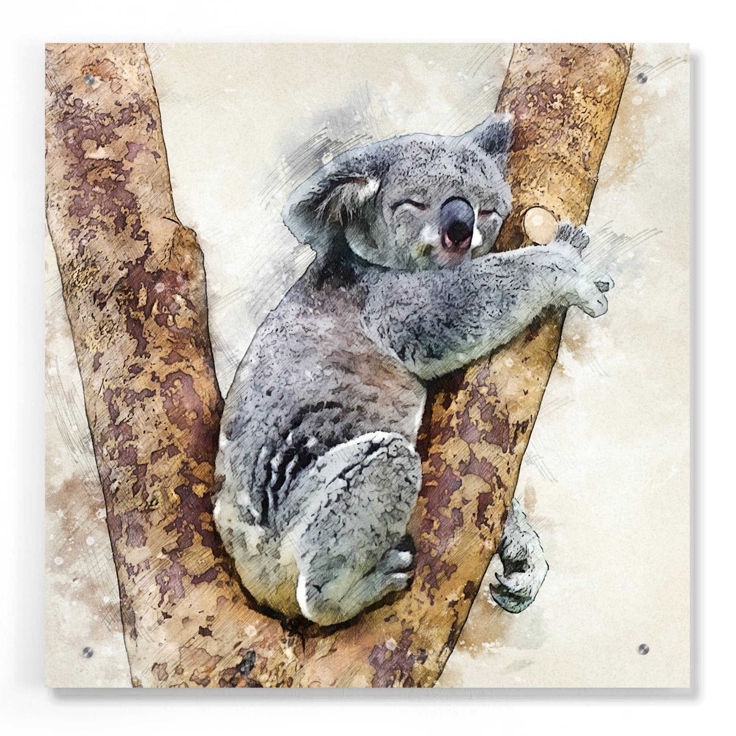 Epic Art 'Koala 4' by Kim Curinga, Acrylic Glass Wall Art,24x24